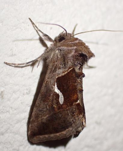 Macdunnoughia confusa